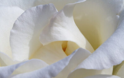 The Passing of Pope Francis